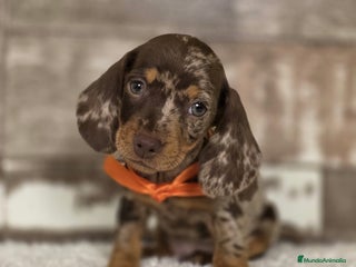 Teckel perros - Anuncio 2