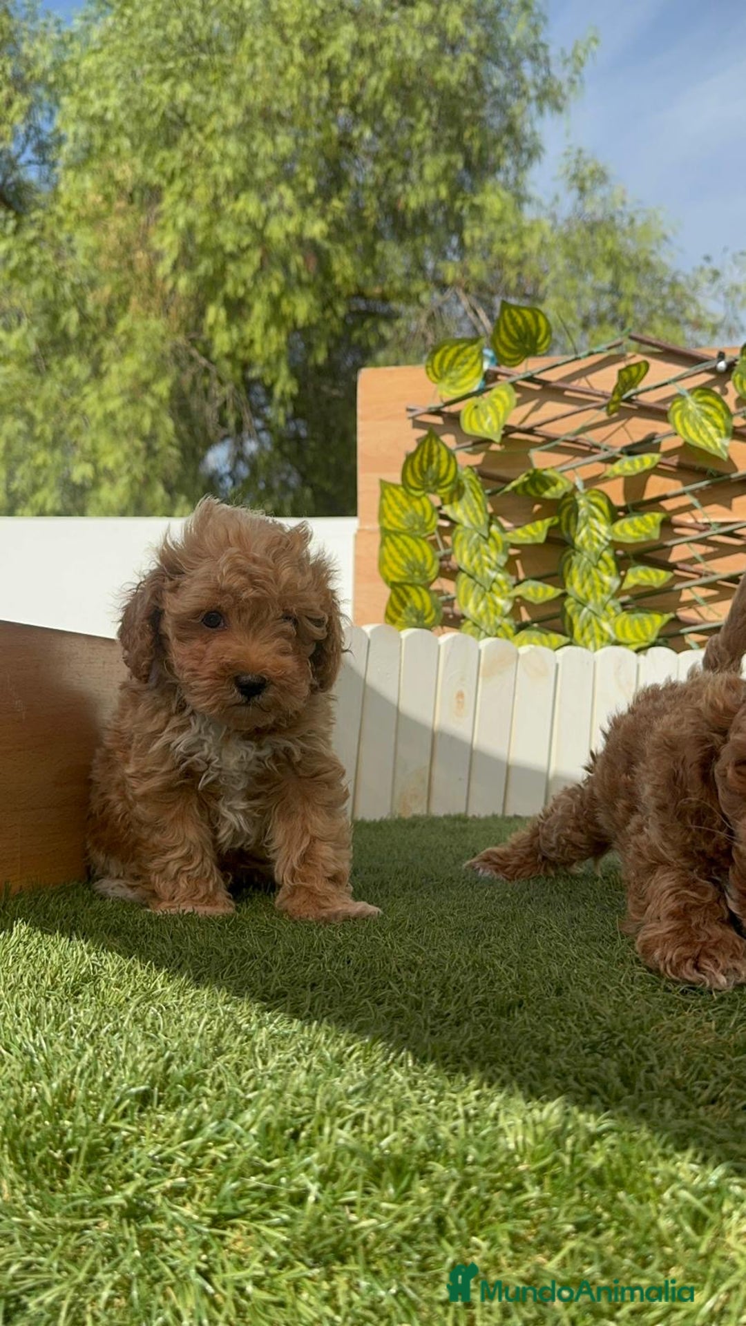 Caniche Toy perros en venta: CANICHE TOY MACHOS - Imagen 26