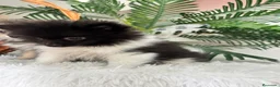 Pomerania perros en venta: POMERANIA  - Anuncio 21