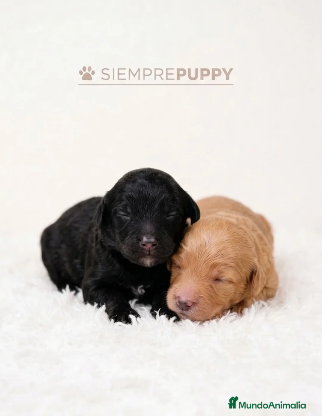 Maltipoo perros en venta: MALTIPOO MINI TOY - Anuncio 1