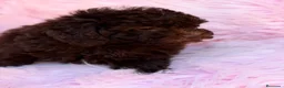 Maltipoo perros en venta: MALTIPOO TOY CHOCOLATE DISPONIBLES - Anuncio 1