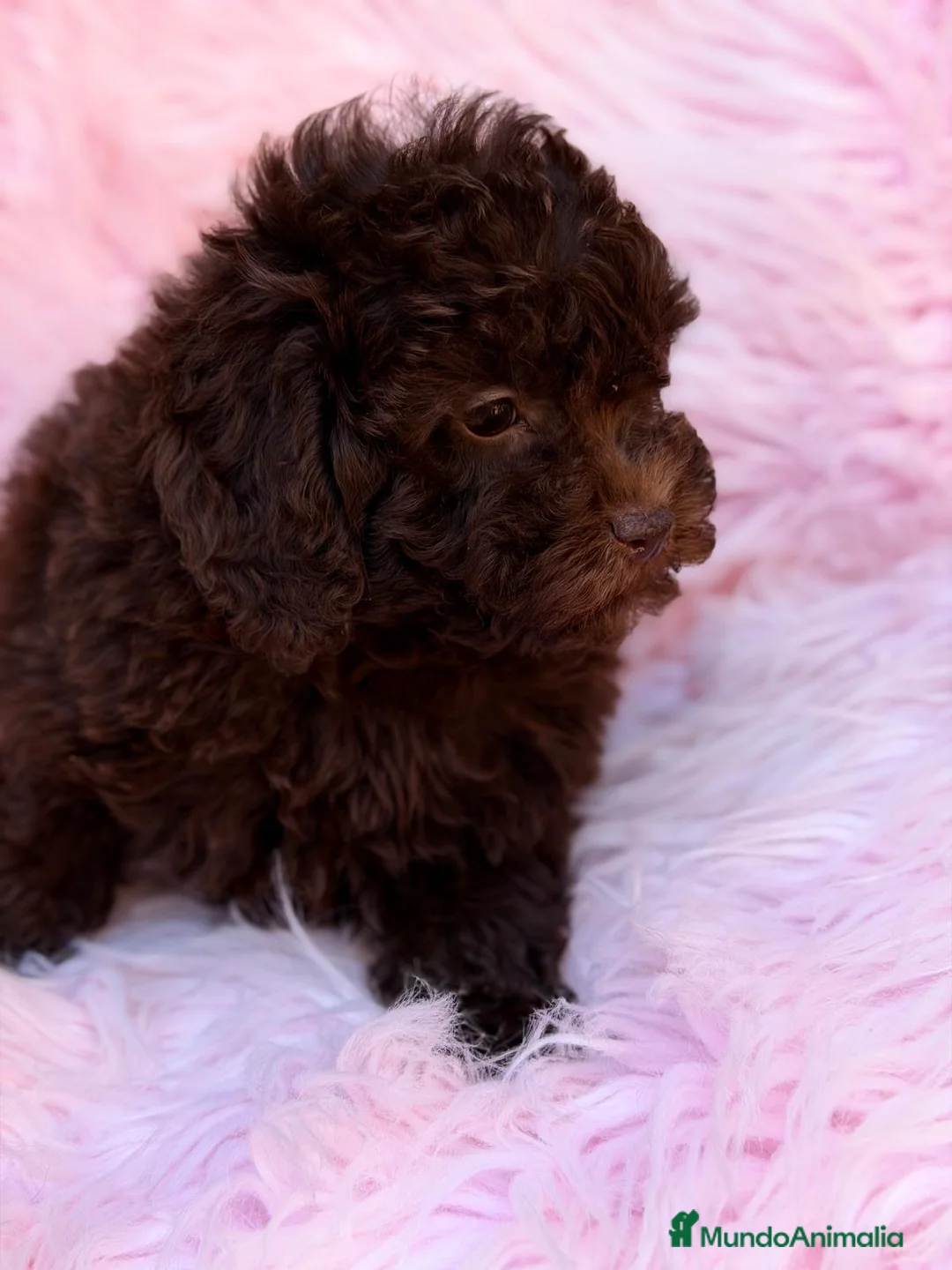 Maltipoo perros en venta: MALTIPOO TOY CHOCOLATE DISPONIBLES - Anuncio 1