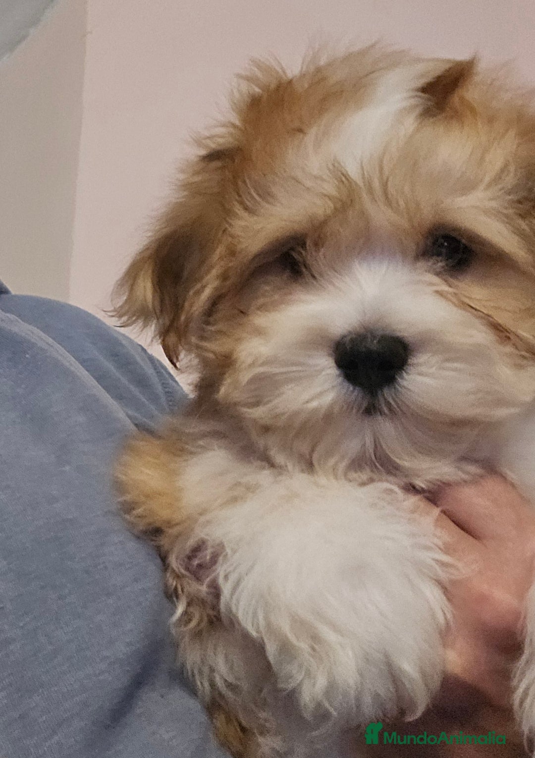 Bichón Habanero perros en venta: BICHON HABANERO - Anuncio 12