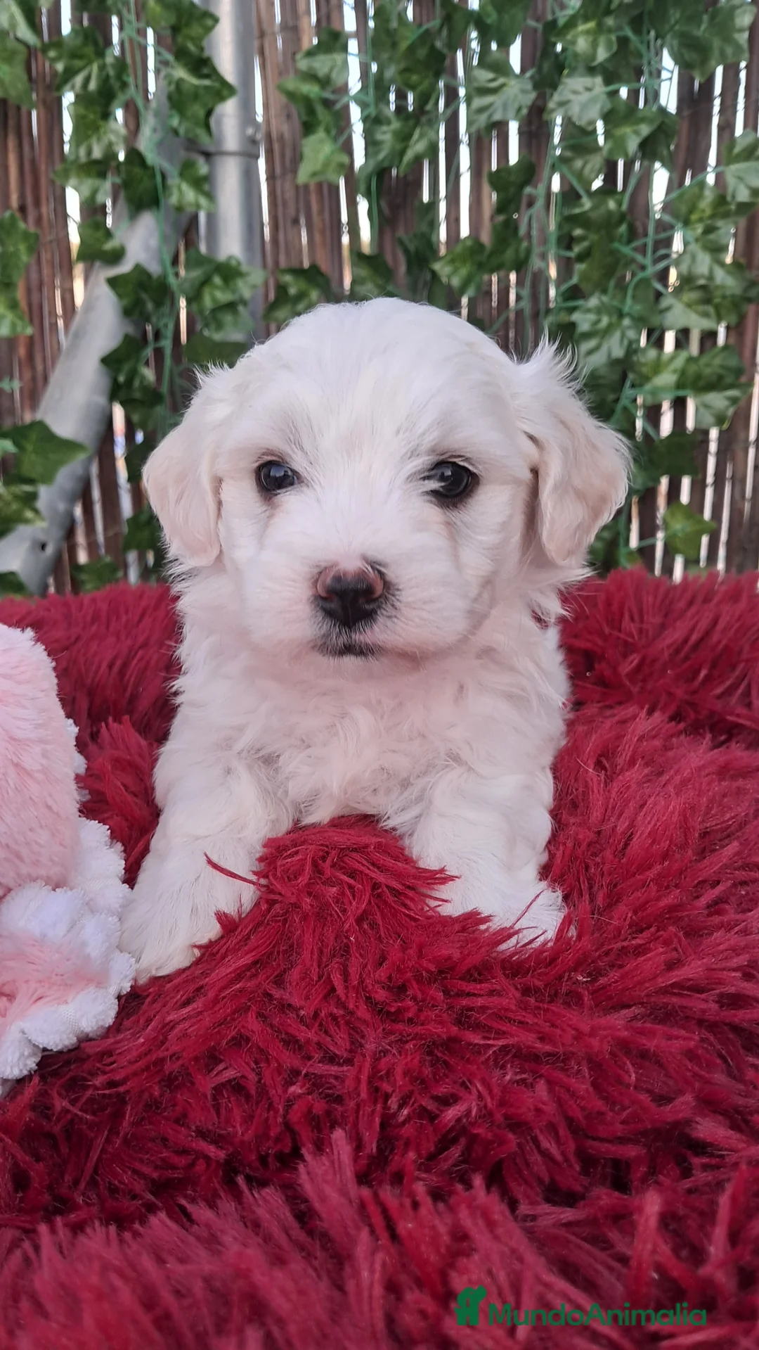 Bichón Maltés perros en venta: Bebés Bichon Maltés  - Anuncio 3