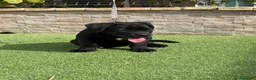 Cane Corso perros en venta: Cachorra cane corso  - Anuncio 2