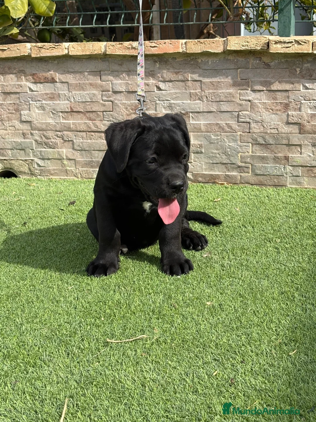 Cane Corso perros en venta: Cachorra cane corso  - Anuncio 2