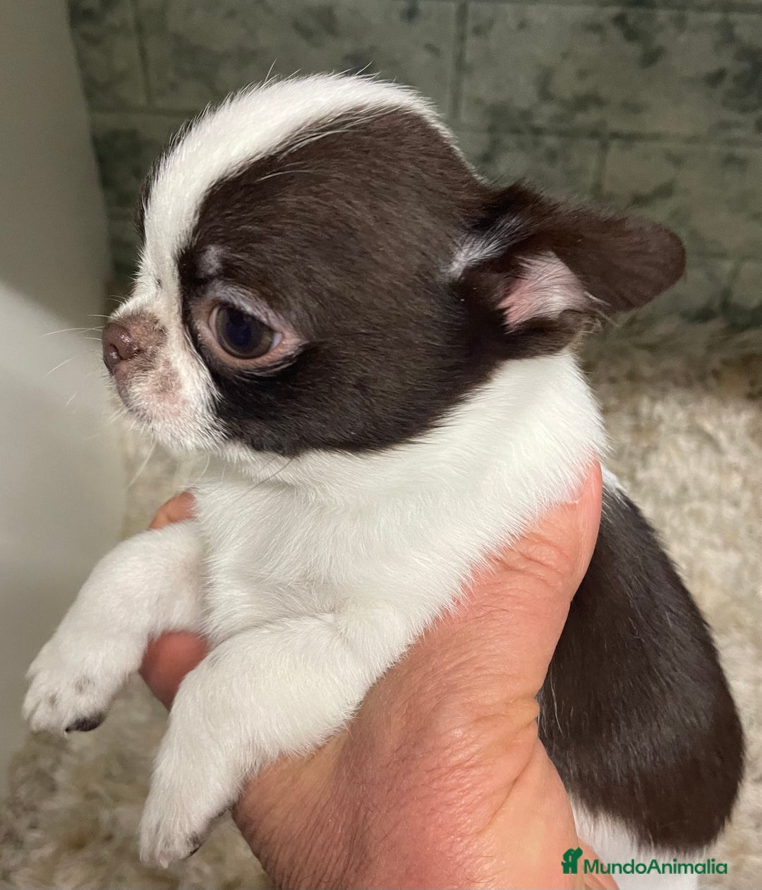 Chihuahua perros en venta: Chihuahuas Machos  - Anuncio 1