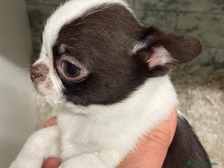 Chihuahua perros Chihuahuas Machos - Anuncio 29