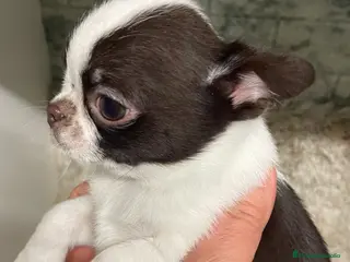 Chihuahua perros Chihuahuas Machos - Anuncio 35