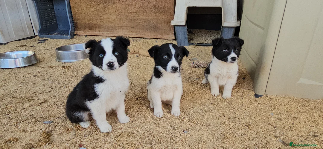 Border Collie perros en venta: Border collie  - Anuncio 6