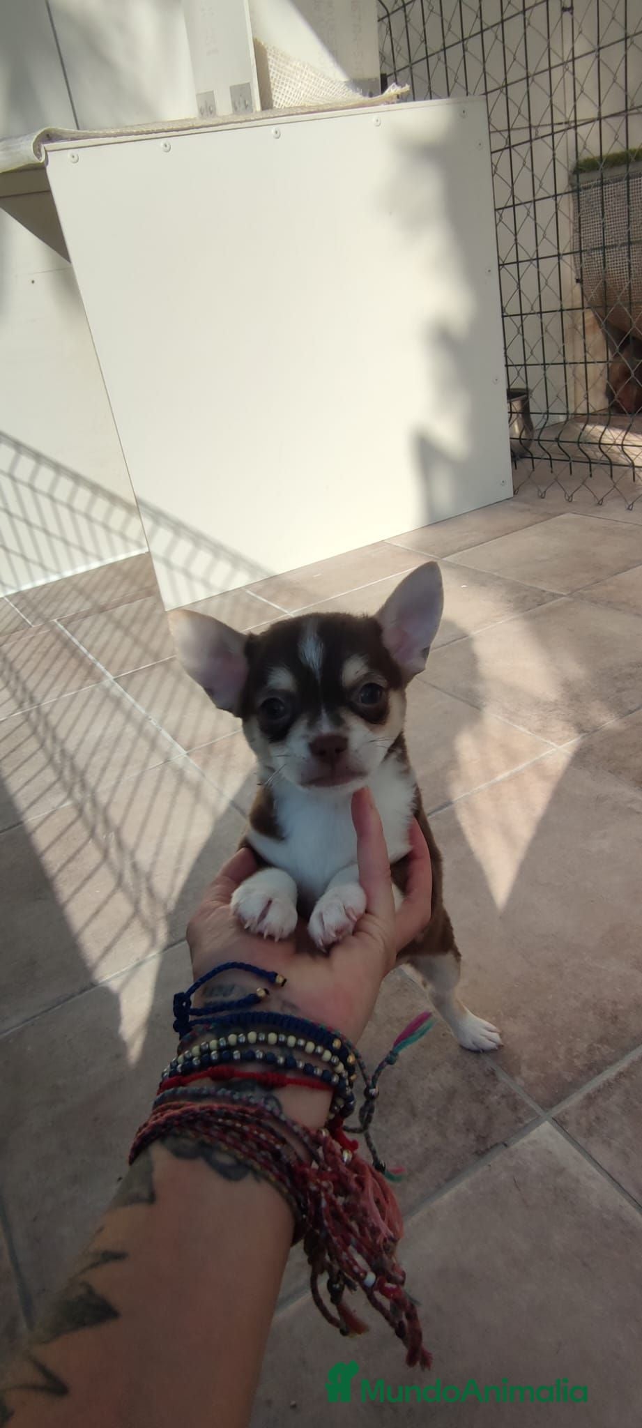 Chihuahua perros Chihuahua línea rusa machos  - Anuncio 1