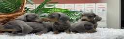 Teckel Miniatura perros en venta: TECKEL MINIATURA BLUE - Anuncio 1