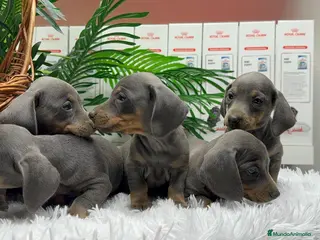 Teckel Miniatura perros TECKEL MINIATURA BLUE - Anuncio 24