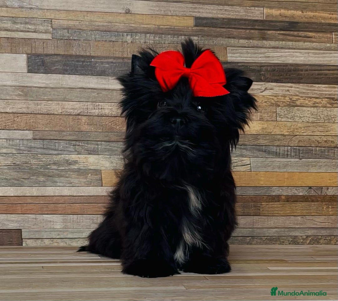 Yorkshire Terrier perros en venta: Precioso Yorkshire color  Black Toy - Anuncio 1