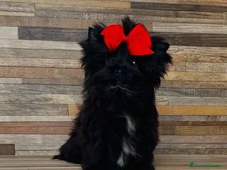 Yorkshire Terrier perros Precioso Yorkshire color Black Toy - Anuncio 22