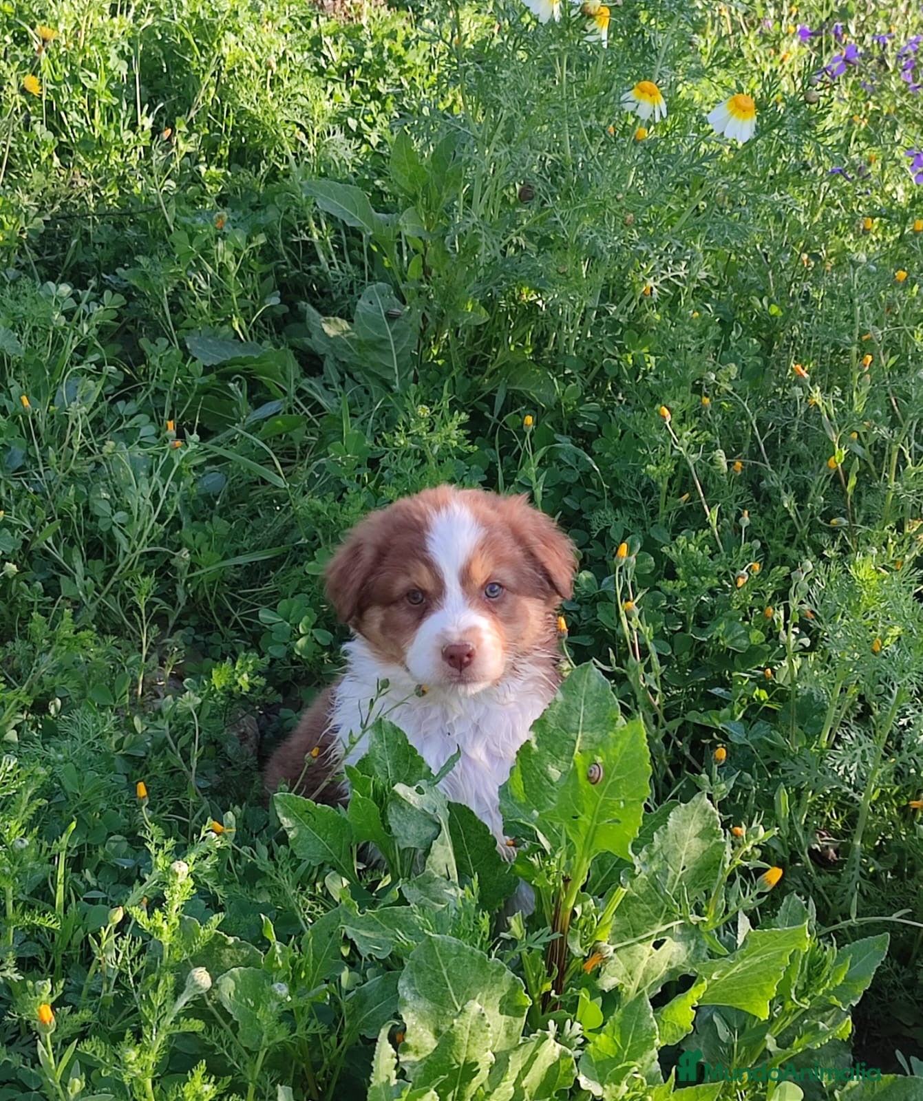 Pastor Australiano perros PASTOR AUSTRALIANO  - Anuncio 2