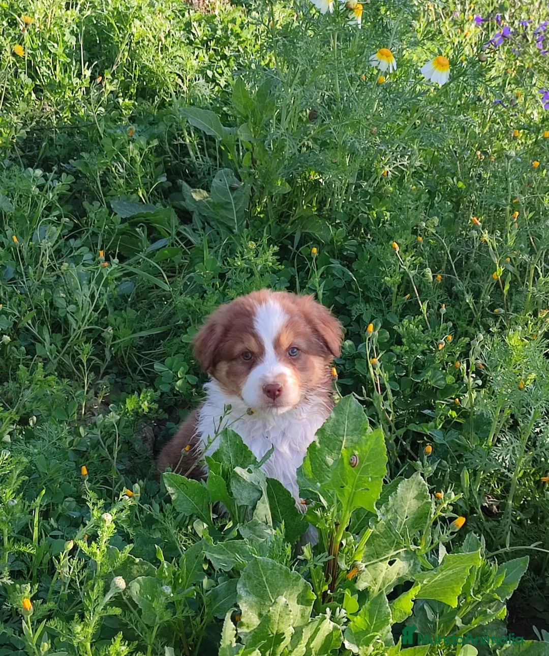 Pastor Australiano perros en venta: PASTOR AUSTRALIANO  - Anuncio 2