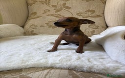 Pinscher Miniatura perros en venta: Pinscher Miniatura cachorros de ensueño - Imagen 3