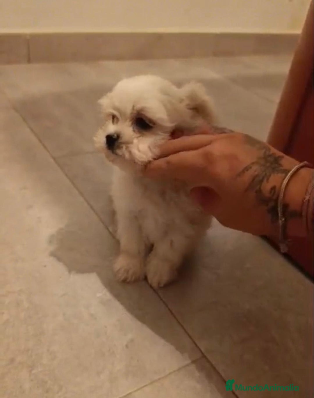 Bichón Maltés perros en venta: Bichon maltés toy - Imagen 3