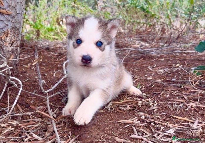 Husky Siberiano perros Preciosa cachorrita de  husky siberiano  - Anuncio 1