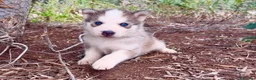 Husky Siberiano perros en venta: Preciosa cachorrita de  husky siberiano  - Anuncio 1