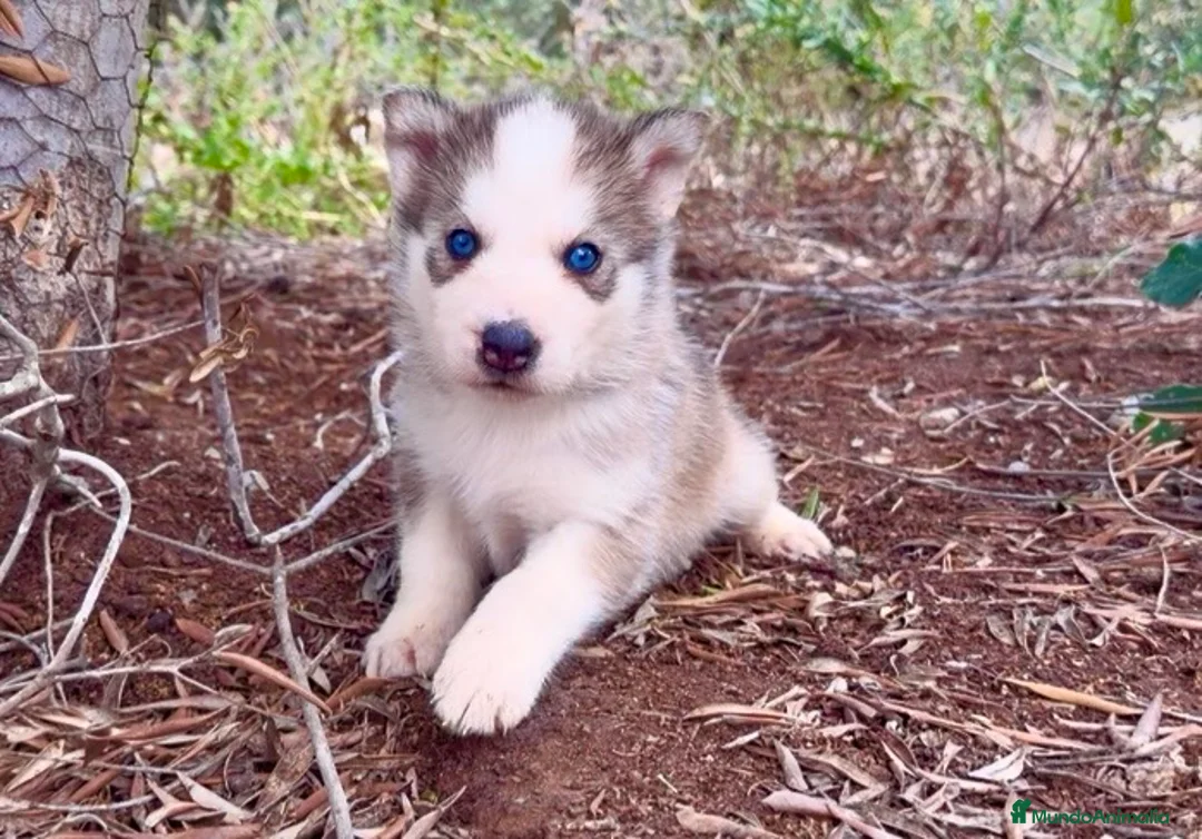 Husky Siberiano perros en venta: Preciosa cachorrita de  husky siberiano  - Anuncio 1