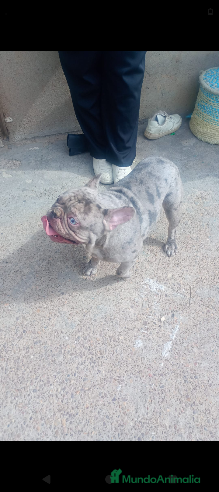 Bulldog Francés perros Bulldog frances - Anuncio 3