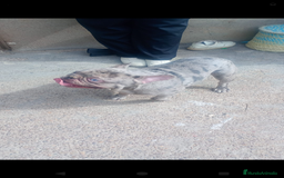 Bulldog Francés perros para monta: Bulldog frances - Imagen 1