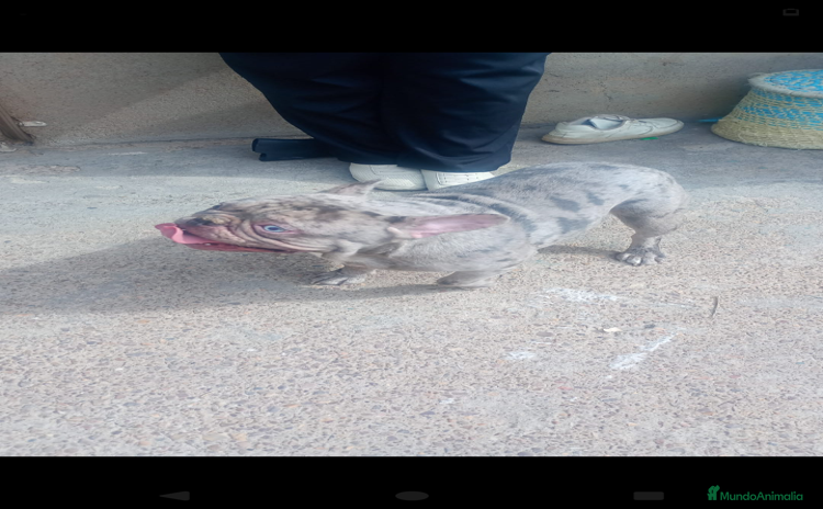 Bulldog Francés perros - Anuncio 3