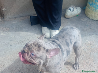 Bulldog Francés perros - Anuncio 1