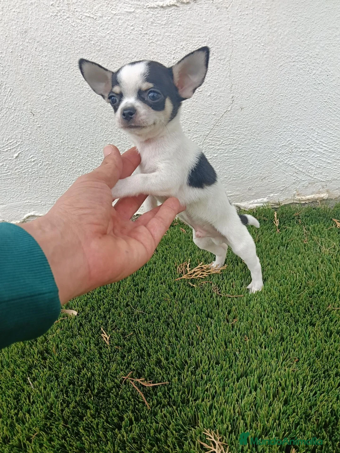 Chihuahua perros en venta: Expectacular Machito de Chihuahua Tricolor - Anuncio 2
