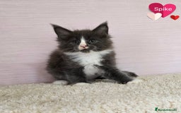 Maine Coon gatos en venta: Gatitos maine coon - Imagen 3