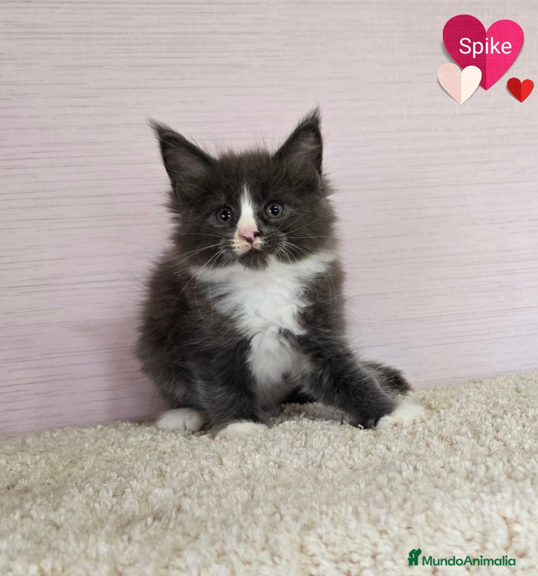 Maine Coon gatos en venta: Gatitos maine coon - Imagen 3