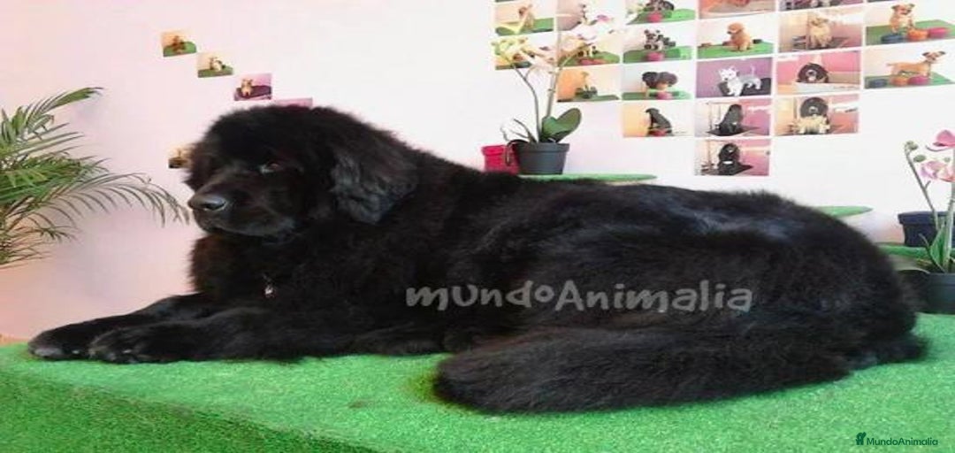 Imagen de galería {{count}}