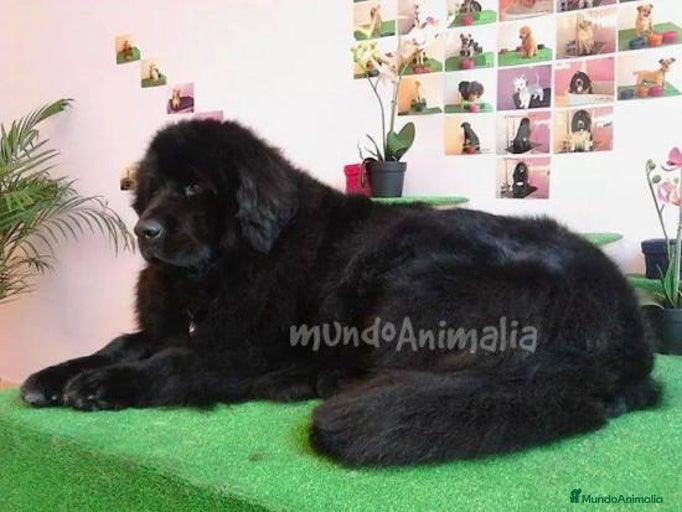 Imagen de galería {{count}}