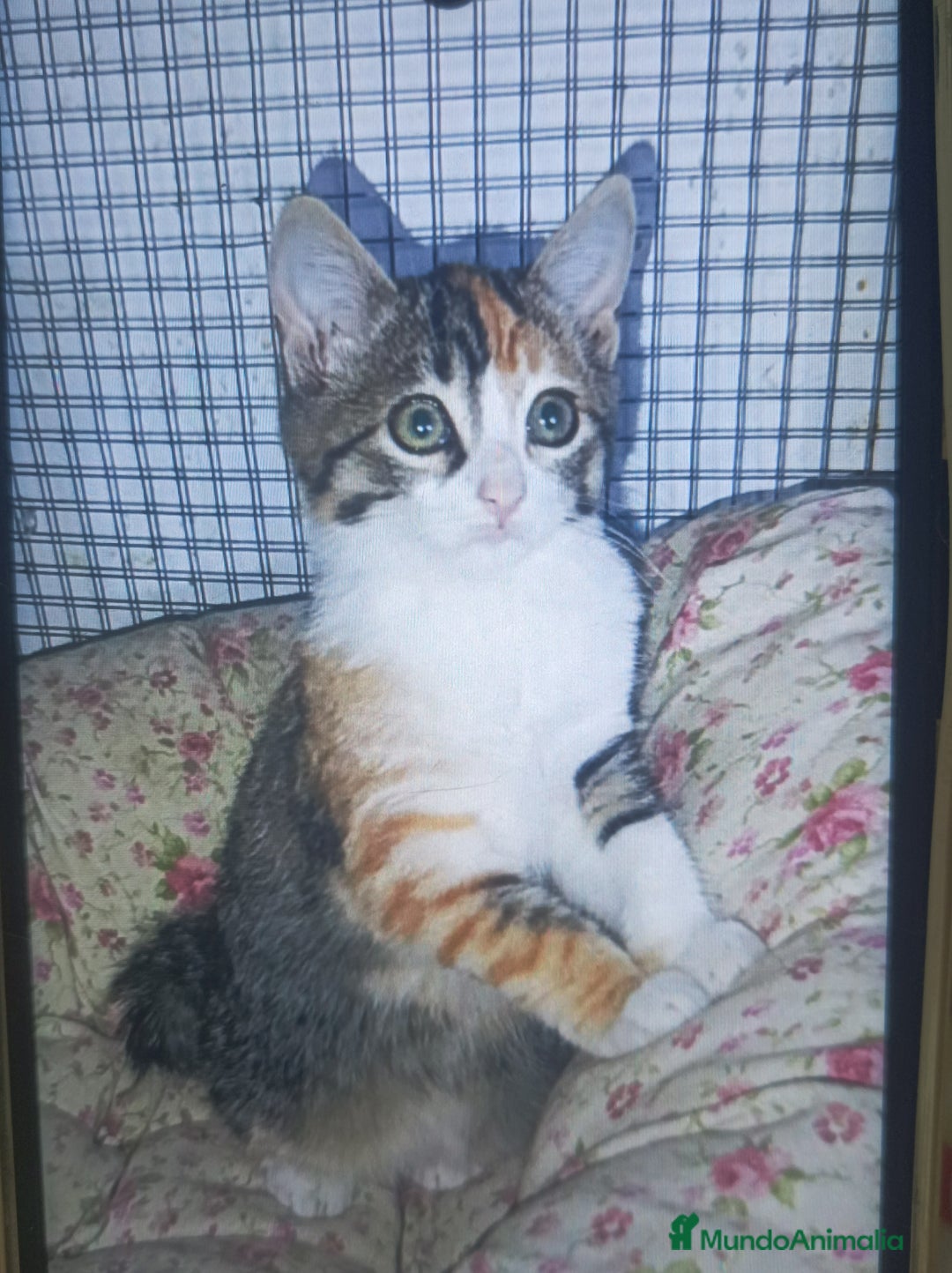 Otras razas gatos en adopcion: Cachorros en adopción  - Imagen 3