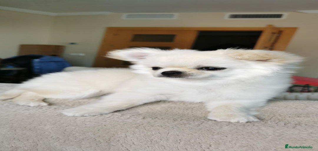 Imagen de galería {{count}}