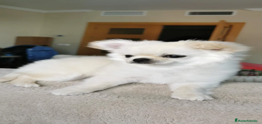 Imagen de galería {{count}}