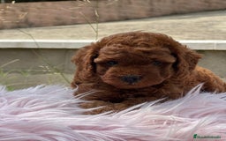 Caniche Enano perros en venta: CANICHE ROJO PIMENTÓN HEMBRA - Imagen 2