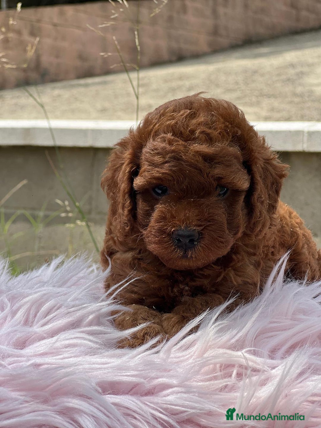 Caniche Enano perros en venta: CANICHE ROJO PIMENTÓN HEMBRA - Imagen 2