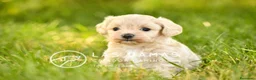 Maltipoo perros en venta: Hembras Maltipoo disponibles.  - Anuncio 3