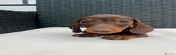 Teckel Miniatura perros en venta: Cachorro de Teckel chocolate miniatura  - Anuncio 3