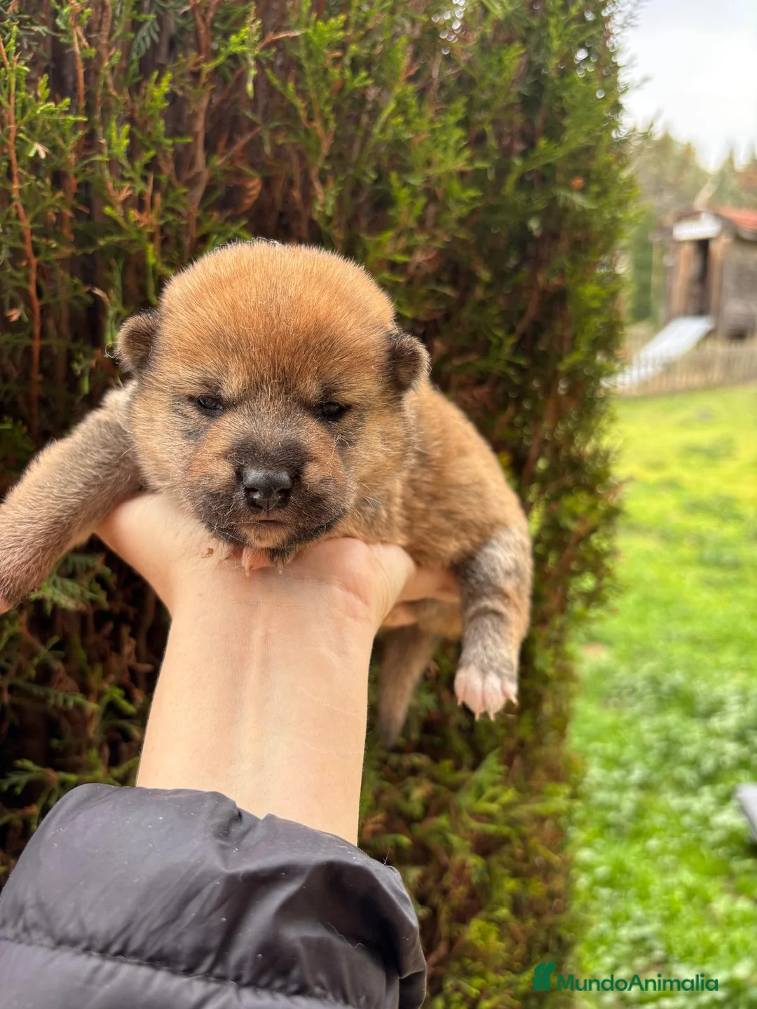 Shiba Inu perros en venta: Shiba inu macho y hembra !! - Anuncio 1