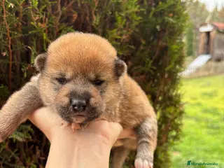 Shiba Inu perros Shiba inu macho y hembra !! - Anuncio 1