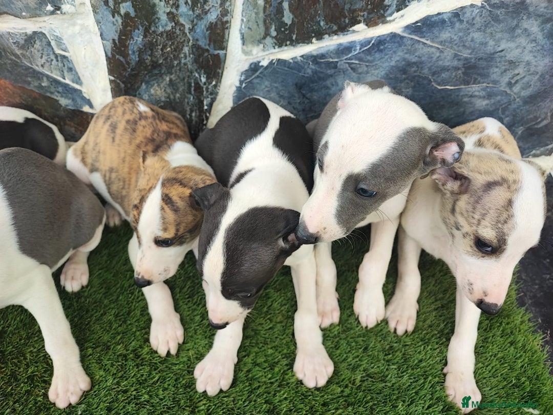 Whippet perros en venta: WHIPPET MACHOS - Imagen 6