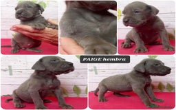 Dogo Alemán perros en venta: ¿Buscas un amigo fiel, alegre y lleno de energía? - Imagen 2