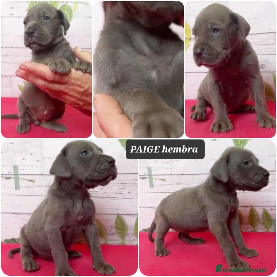 Dogo Alemán perros en venta: ¿Buscas un amigo fiel, alegre y lleno de energía? - Imagen 2