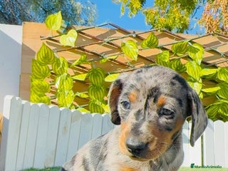 Teckel Miniatura perros TECKEL MINIATURA HEMBRA - Anuncio 2