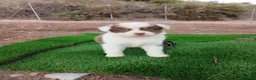 Pastor Australiano perros en venta: PASTOR AUSTRALIANO - Anuncio 9