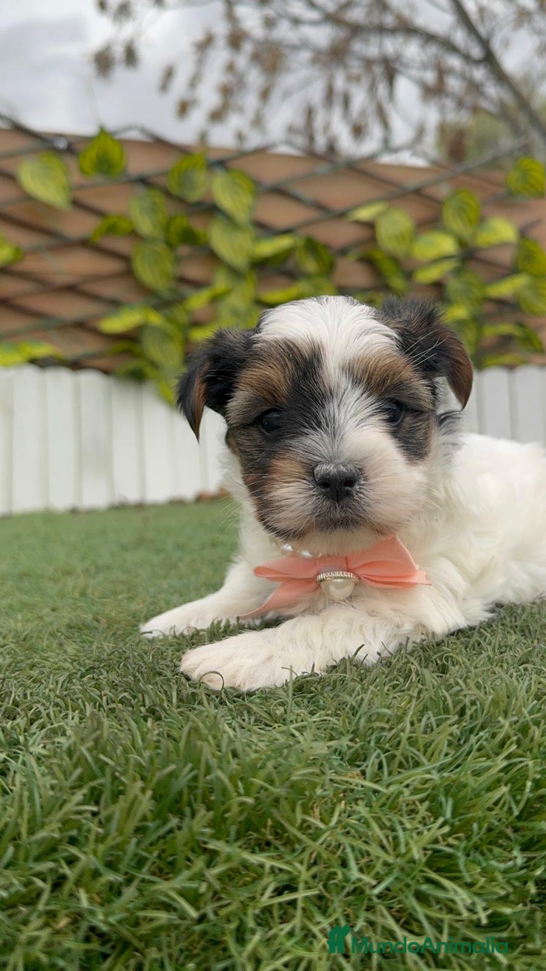 Yorkshire Terrier perros en venta: YORKSHIRE BIEWER HEMBRA - Anuncio 15